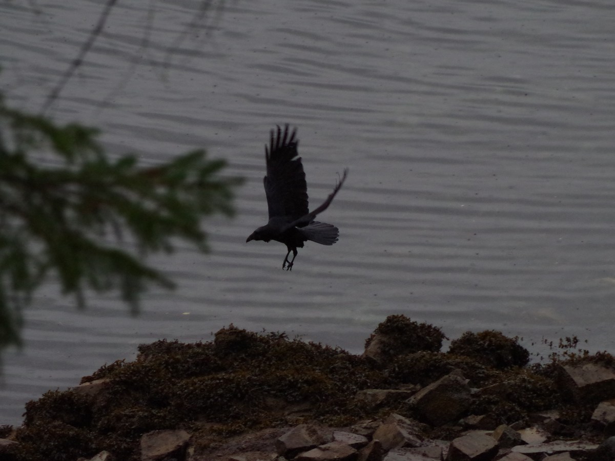 The Blue Starr Oyster&nbsp;Company