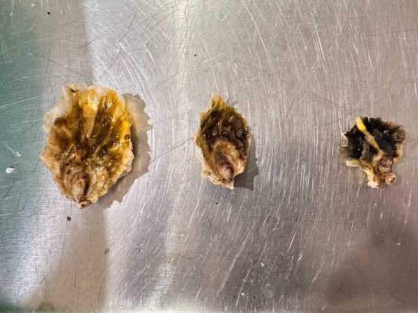 UAF M.Sc Project: De-Risking Oyster Farming in Alaska: Finding the Right Seed Size for&nbsp;Success