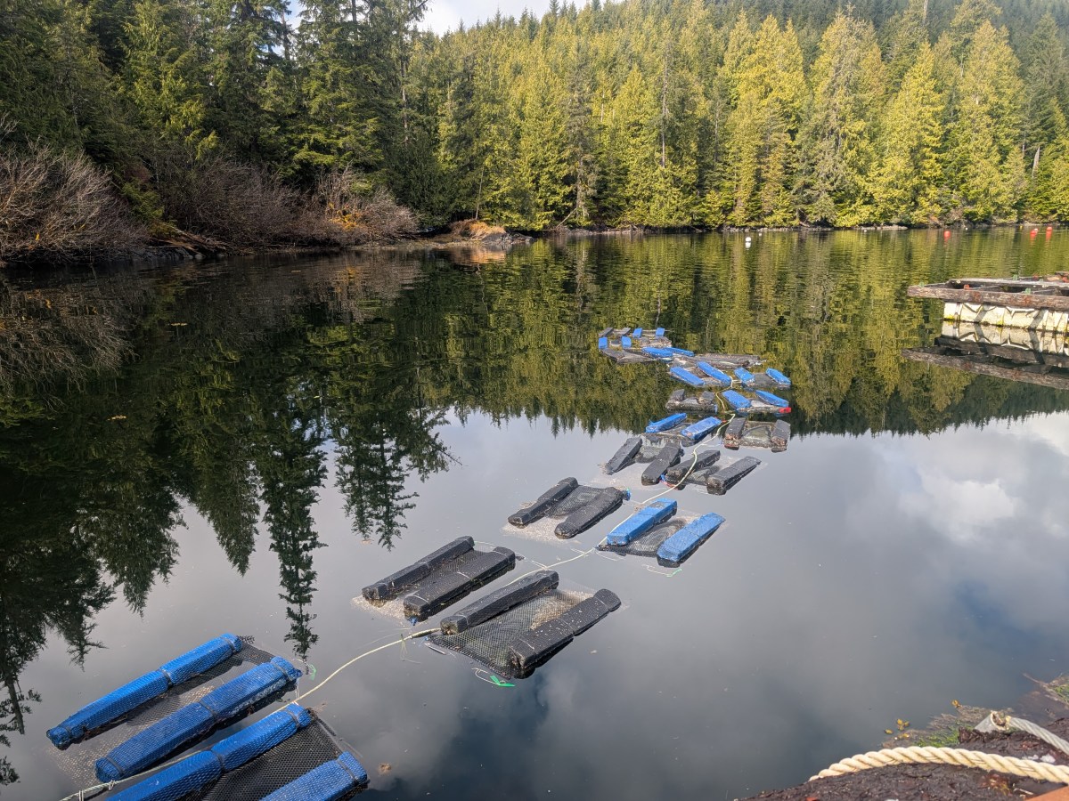 Alaska Mariculture Cluster Research – ‘Other Mariculture&nbsp;Species’